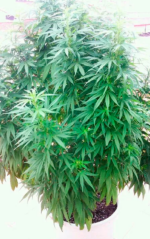 SUPER SKUNK - Imagen 11