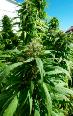 SUPER SKUNK - Imagen 4