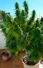 SUPER SKUNK - Imagen 5