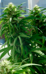 SUPER SKUNK - Imagen 6