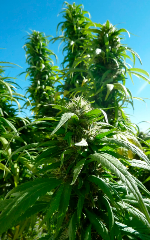 SUPER SKUNK: guía completa 2026 de la cepa famosa