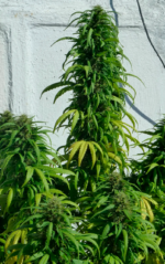 SUPER SKUNK - Imagen 7