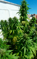 SUPER SKUNK - Imagen 8