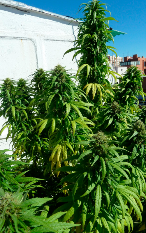 SUPER SKUNK: guía completa 2026 de la cepa famosa