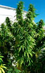 SUPER SKUNK - Imagen 9