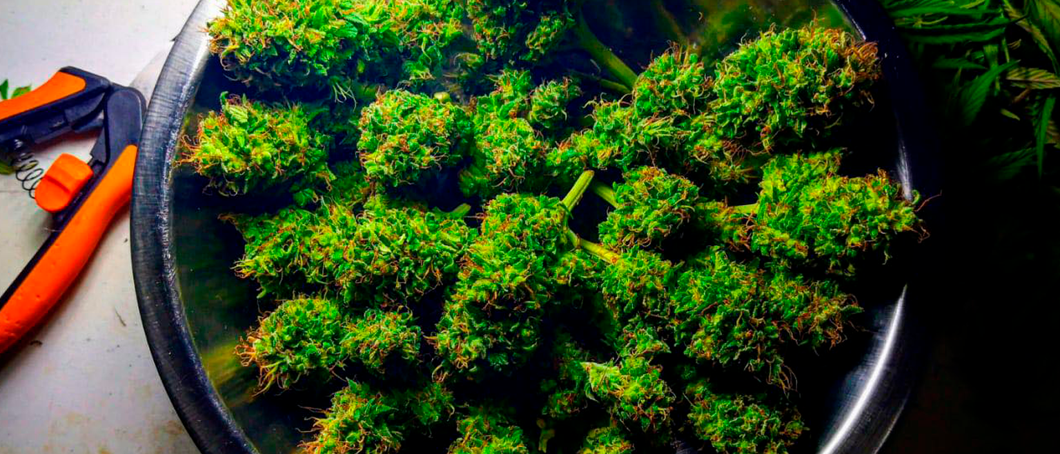 super lemon haze