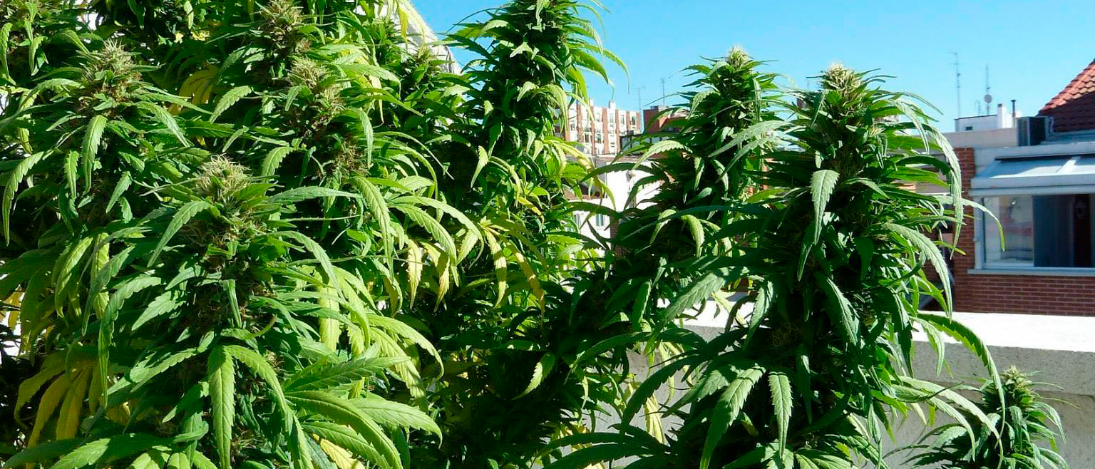 super skunk