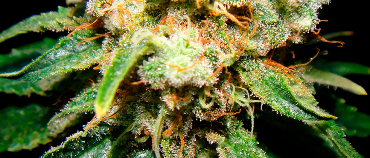 Terpenos y el efecto séquito: guía definitiva 2026