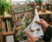 Makka Seeds cannabis seed catalog reading “Colección 2024” and “Descubre nuestras variedades”